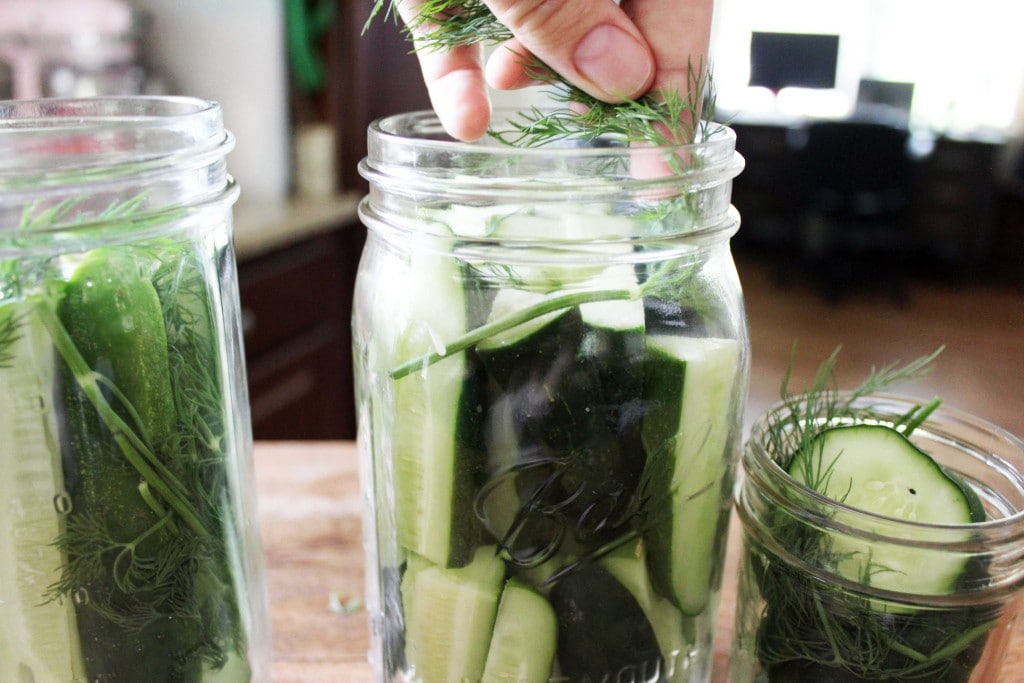 hand tucking dill sprigs into jars with cucumbers for pickles