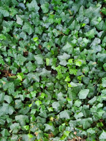 image of ivy growing on ground.